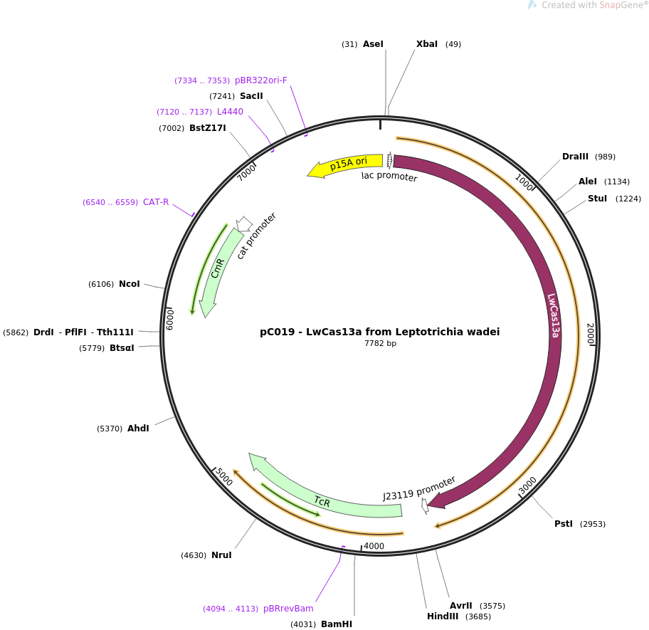 pC019 - LwCas13a from Leptotrichia wadei质粒图谱